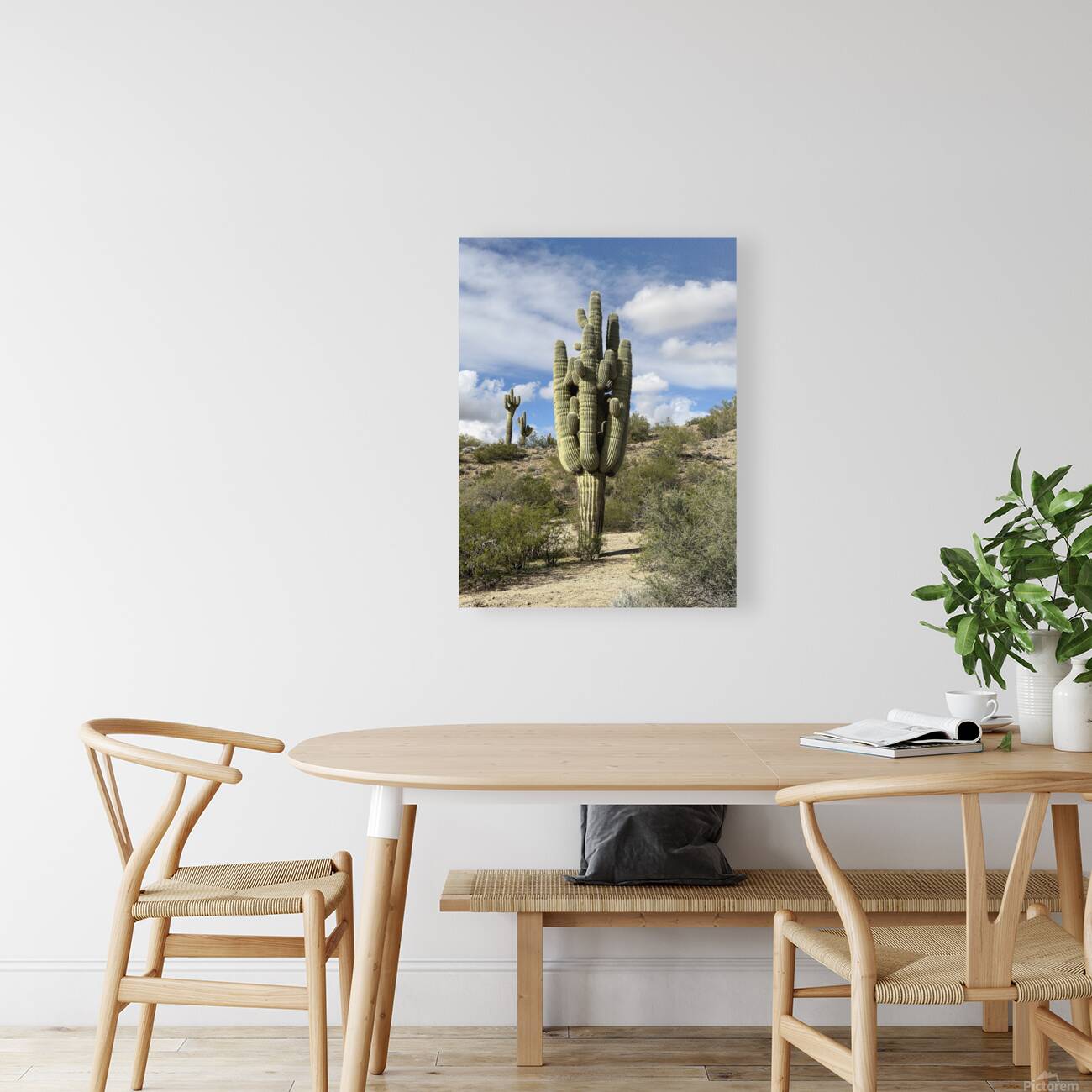 Old Man Saguaro Reproduction