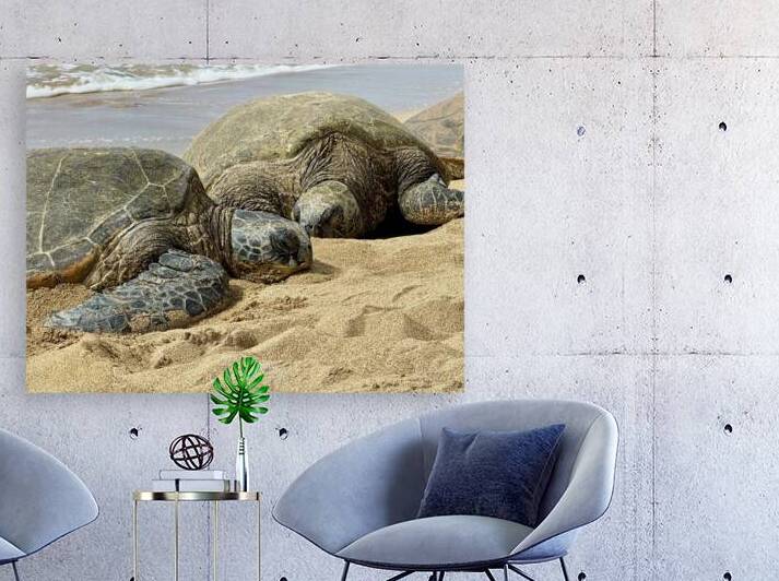 Turtle Couple by Leslie Affeldt Photography