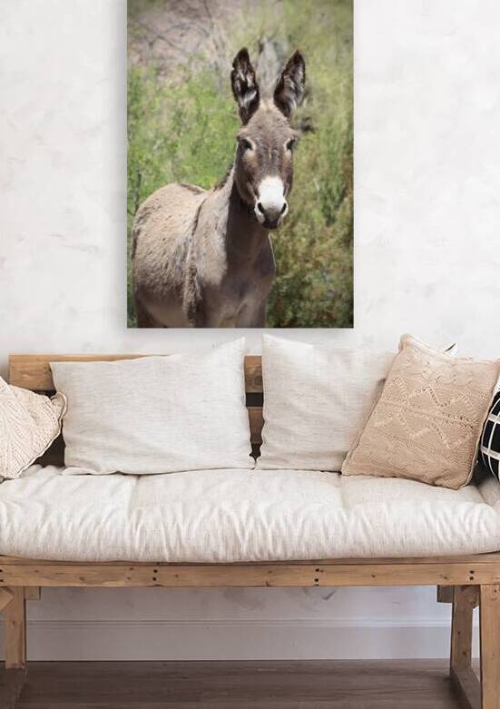 Wild donkey Parker Dam Arizona by Leslie Affeldt Photography