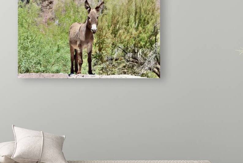 Wild Donkey Parker Arizona by Leslie Affeldt Photography