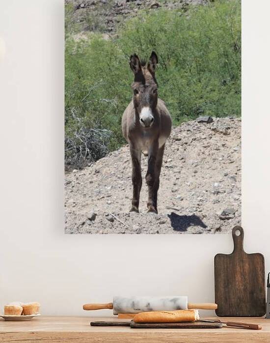 Wild donkey stand off by Leslie Affeldt Photography