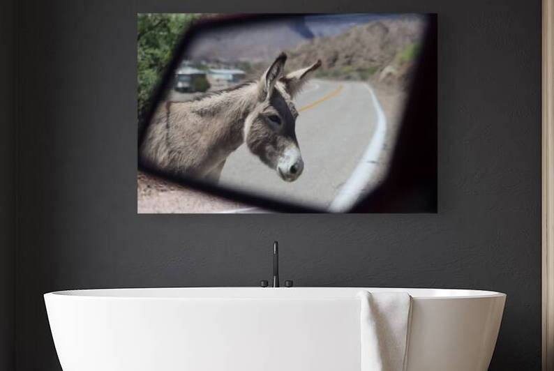 Donkeys in your mirror are closer than they appear by Leslie Affeldt Photography