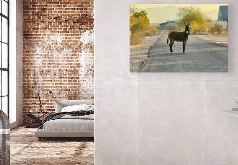 Donkey on my street by Leslie Affeldt Photography
