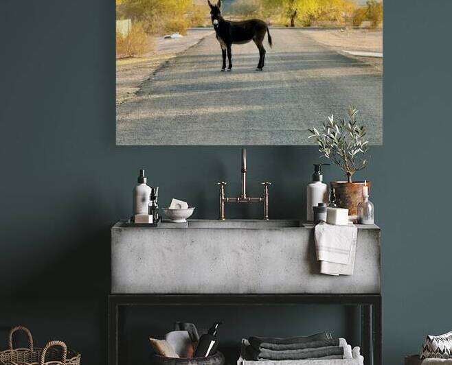 Topock Donkey by Leslie Affeldt Photography