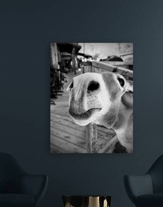 Give us a Kiss - black & white by Leslie Affeldt Photography