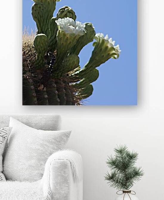 Saguaro Bloom Reproduction