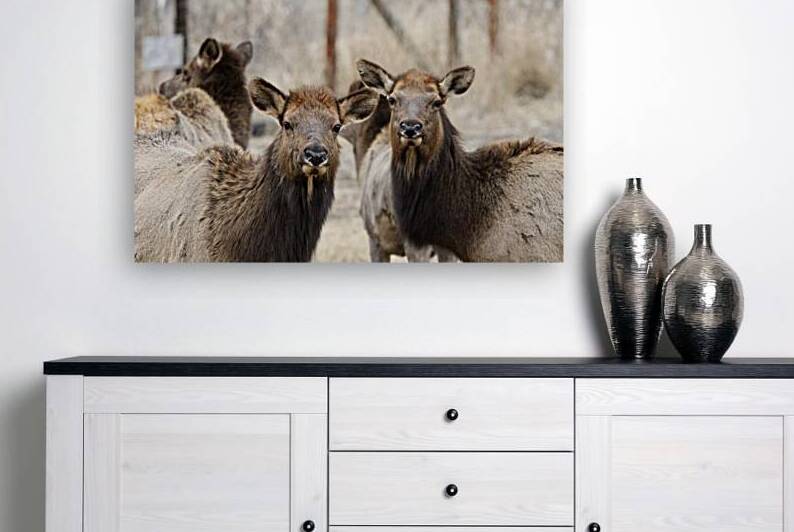Lady Elks by Leslie Affeldt Photography