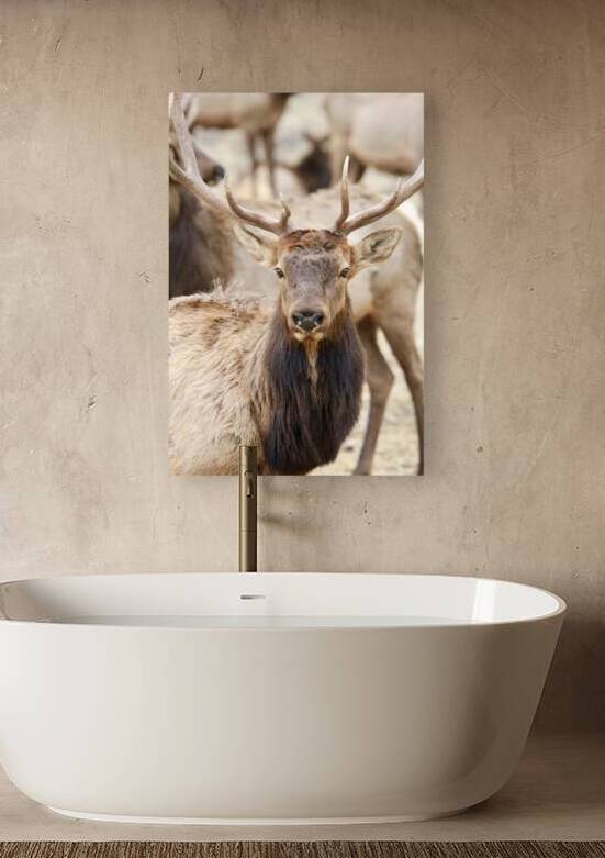 Elk Season Reproduction