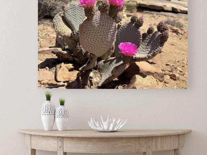 Cactus Bloom by Leslie Affeldt Photography