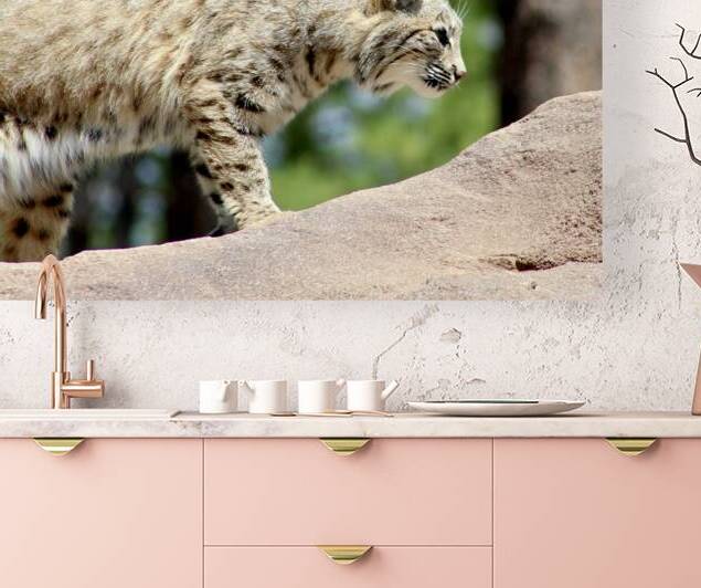 Bobcat -2 by Leslie Affeldt Photography