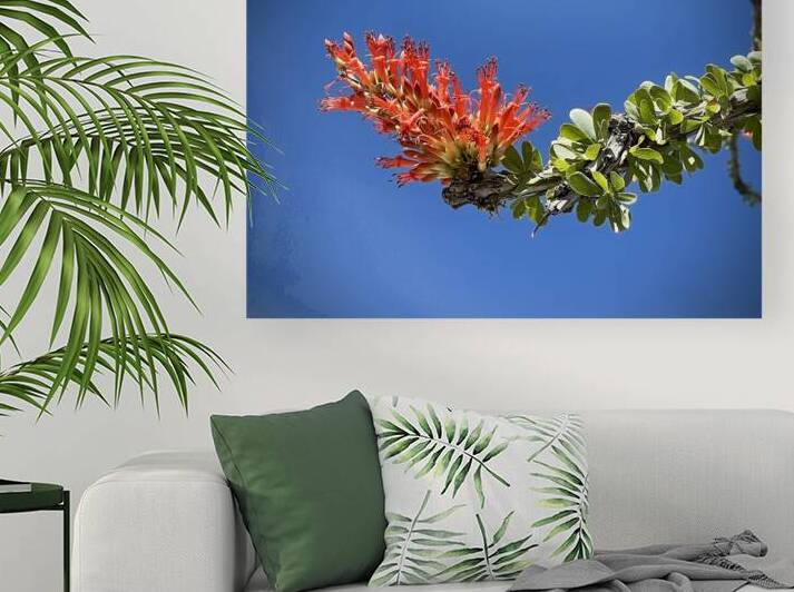 Ocotillo Bloom by Leslie Affeldt Photography