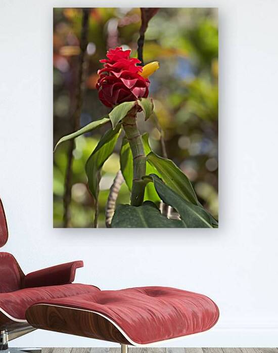 Spiral Ginger by Leslie Affeldt Photography