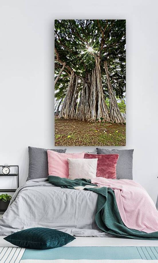 Banyan Tree by Leslie Affeldt Photography