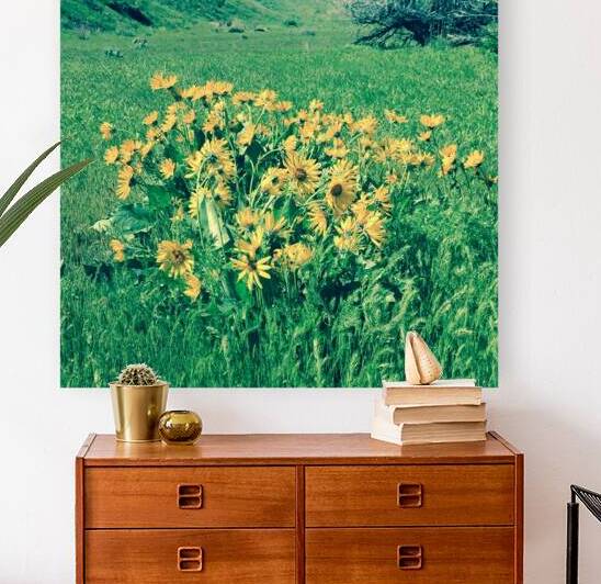 Balsam Root by Leslie Affeldt Photography