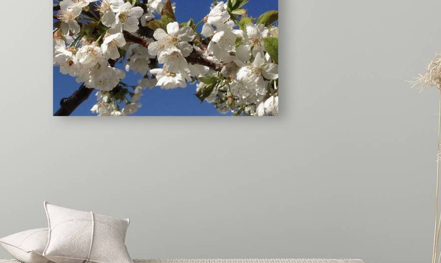 White Cherry Blossoms  -1 Reproduction