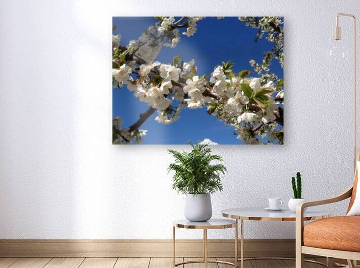 White Cherry Blossom -2 Reproduction