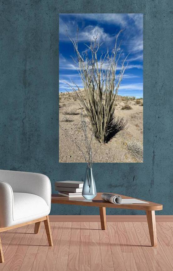 Ocotillo  by Leslie Affeldt Photography