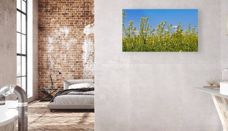Canola Flowers by Leslie Affeldt Photography