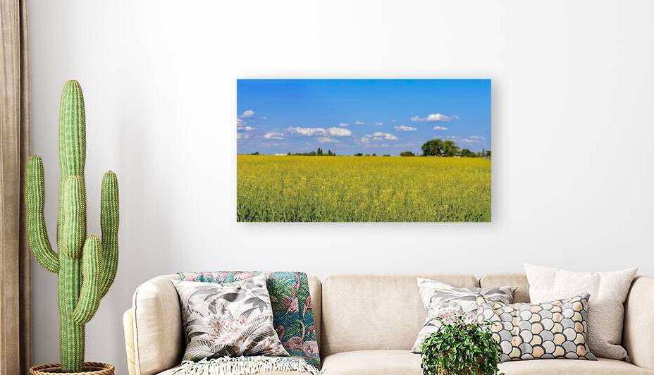Holy Canola  by Leslie Affeldt Photography