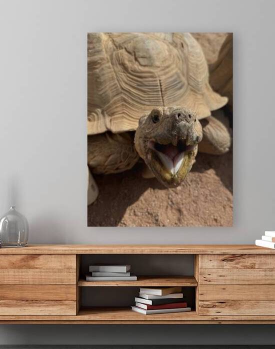 Happy Tortoise by Leslie Affeldt Photography