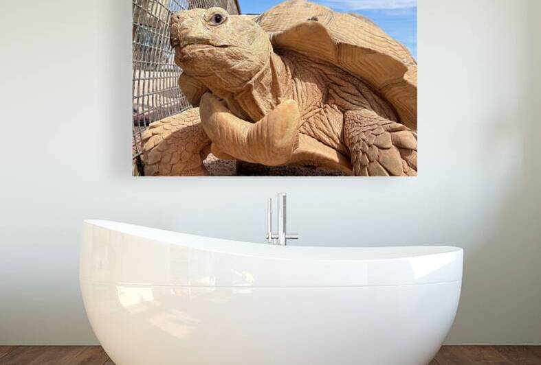 Arizona Tortoise Reproduction