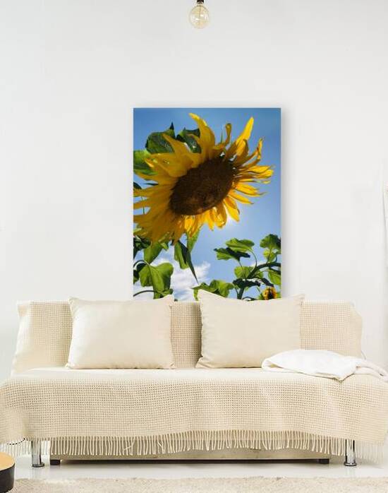 Sunflower Love Reproduction
