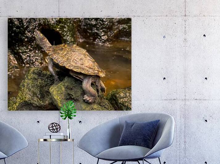 Map Turtle Reproduction