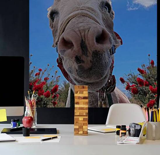 Cruz the Donkey by Leslie Affeldt Photography