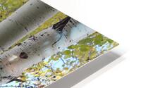 Aspens in Flagstaff HD Metal print