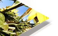 Sunflower Drama HD Metal print