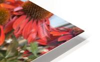 Coneflower HD Metal print