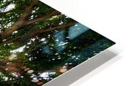 Banyan Tree HD Metal print