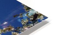 White Cherry Blossom -2 HD Metal print