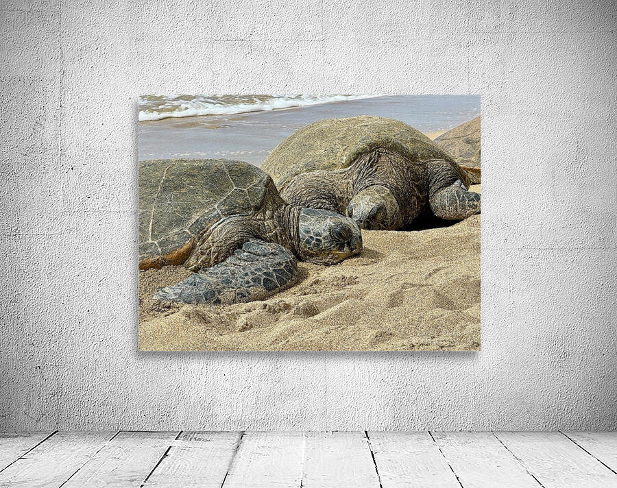 Turtle Couple Wall Preview