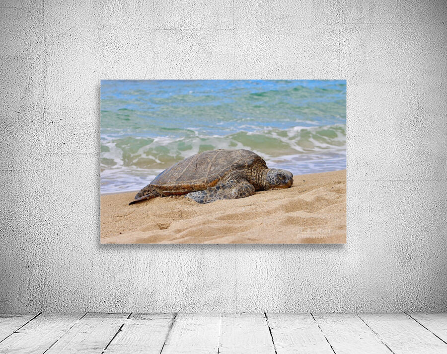 Maui Sea Turtle 1 Wall Preview