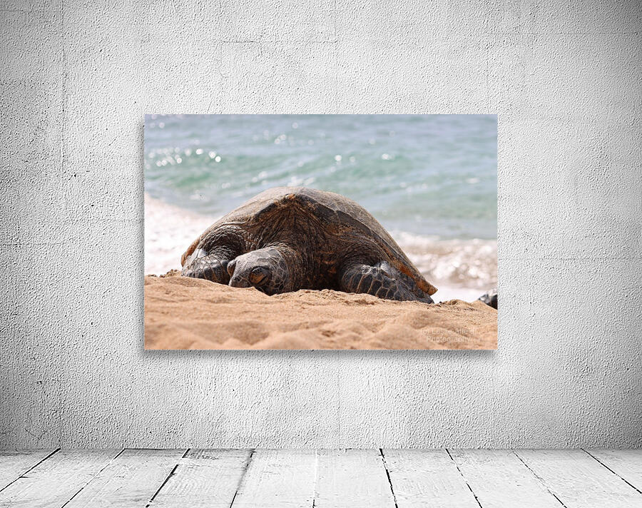 Maui Sea Turtle 2 Wall Preview
