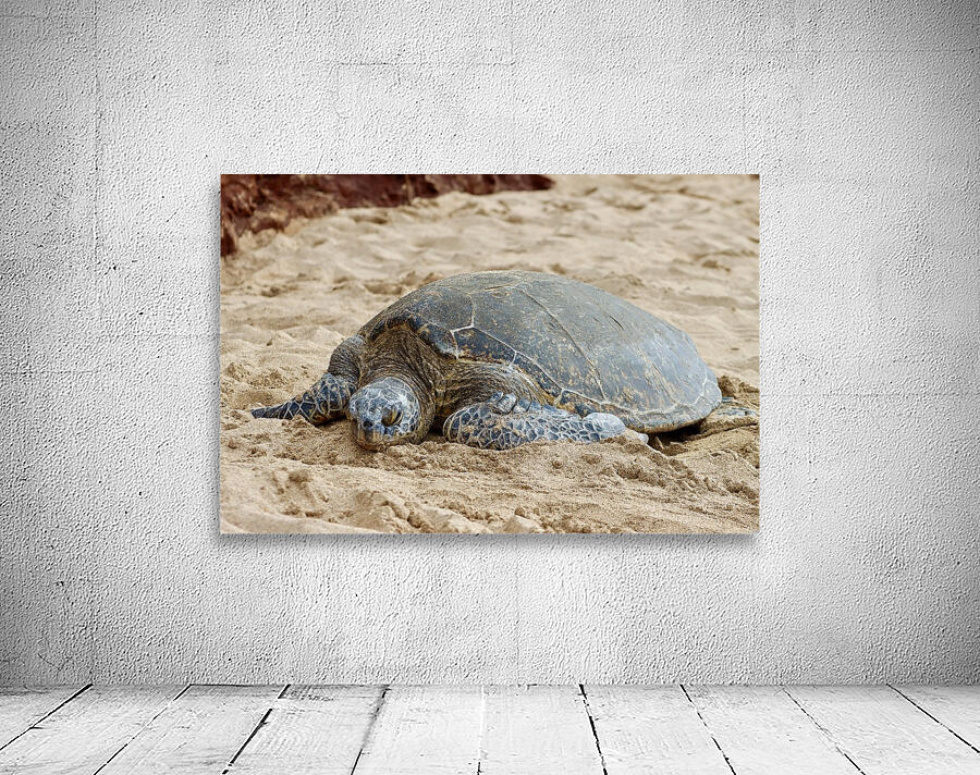 Maui Sea Turtle 3 Wall Preview