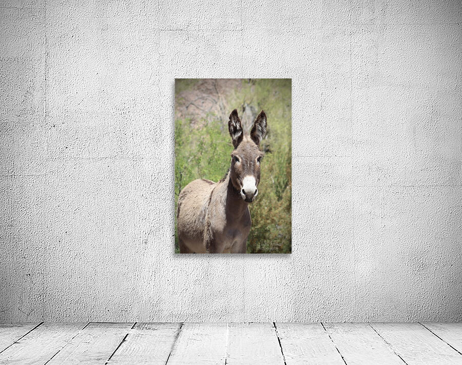 Wild donkey Parker Dam Arizona Wall Preview