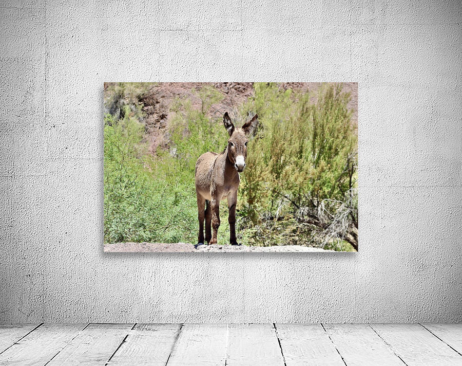 Wild Donkey Parker Arizona Wall Preview