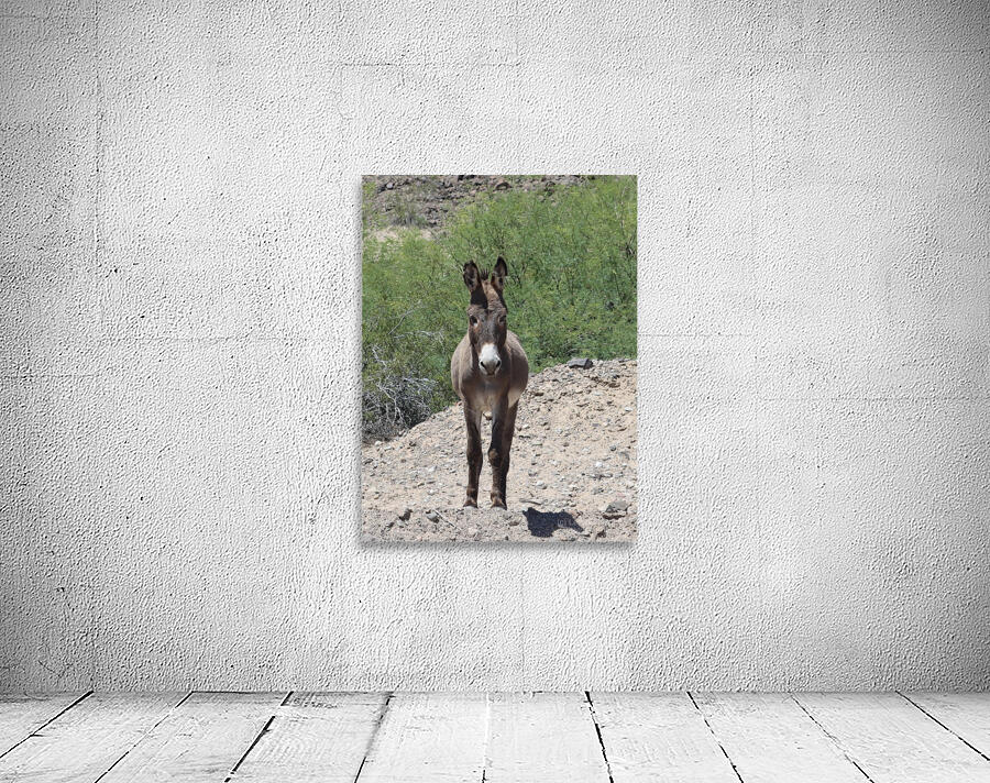 Wild donkey stand off Wall Preview