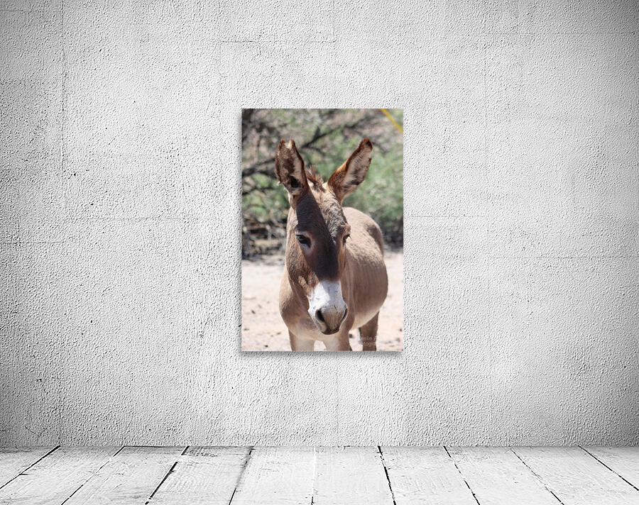 Split ear donkey Wall Preview