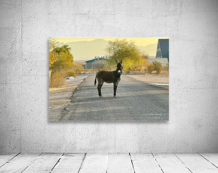 Donkey on my street Wall Preview