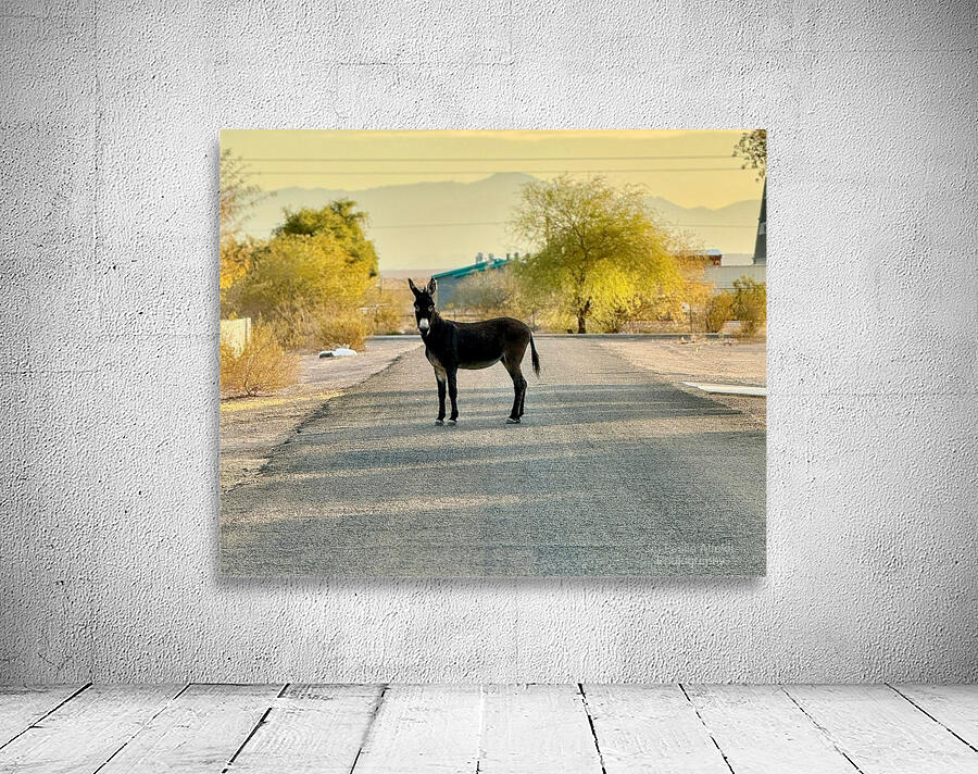 Topock Donkey Wall Preview