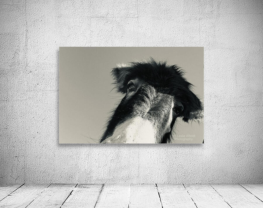 A burro named Stormy Wall Preview