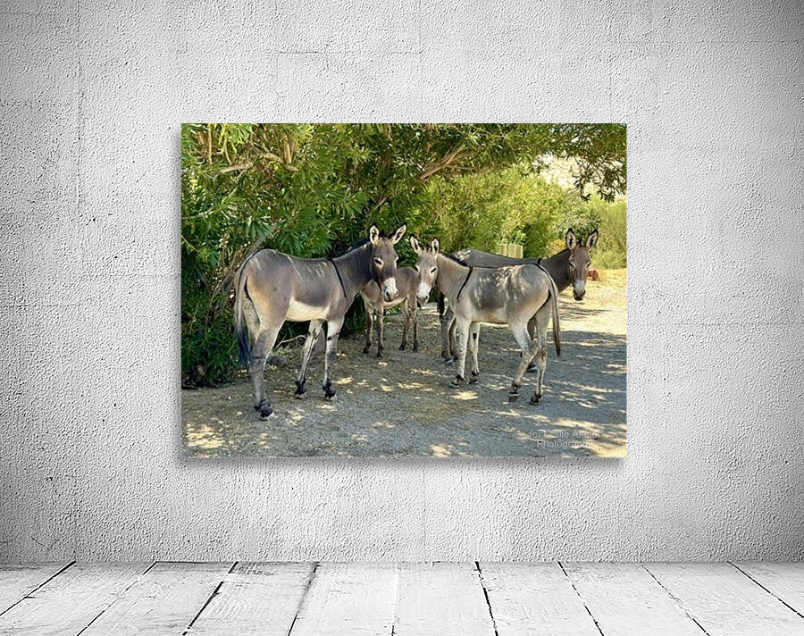 Lake Mohave Donkeys Wall Preview