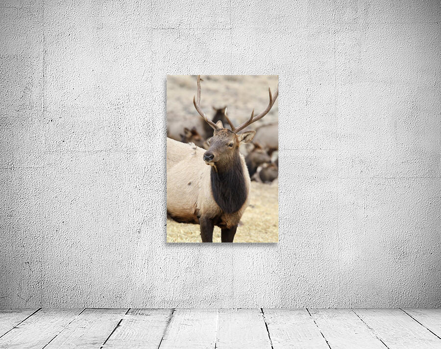 F3A5ABA5 DED2 4A0F 9CA3 F81AD213DC14 1 105 c Wall Preview