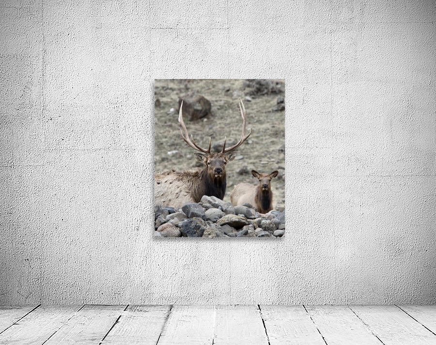 78E1B13B 4BAC 485E 8ACA 930D51ADAB08 1 105 c Wall Preview