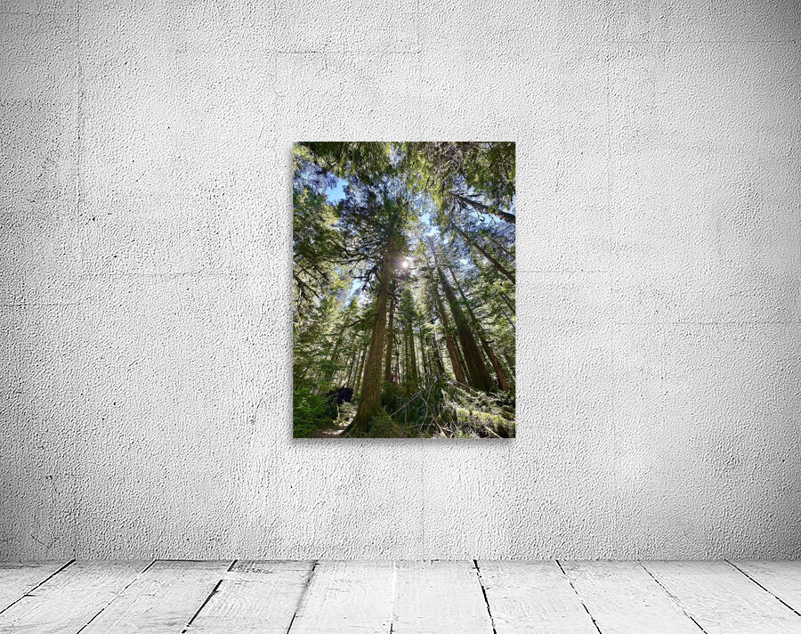 Tall Tall Trees Wall Preview