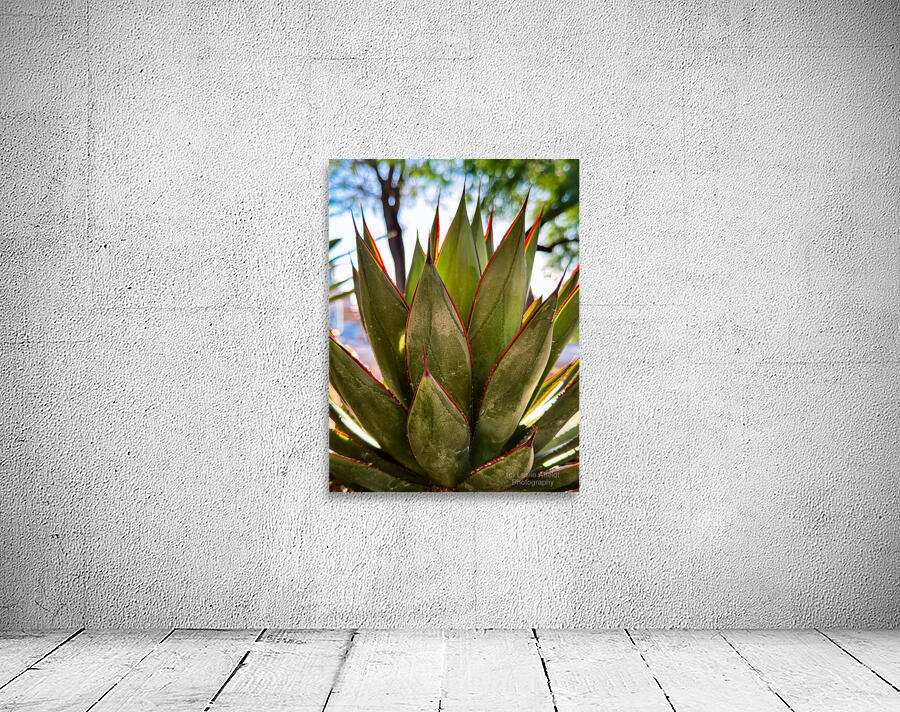 Agave Wall Preview