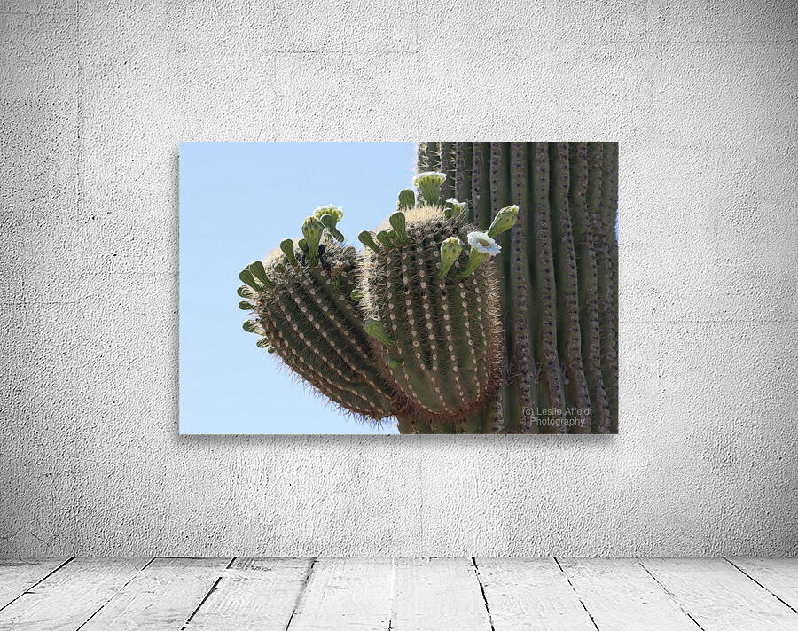 Saguaro blooms x 2 Wall Preview